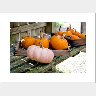 Halloween pumpkins in the potting shed Posters and Art